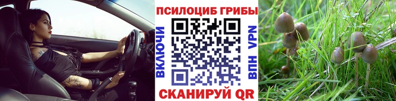 мега онион  Первоуральск  Псилоцибиновые грибы Cubensis 